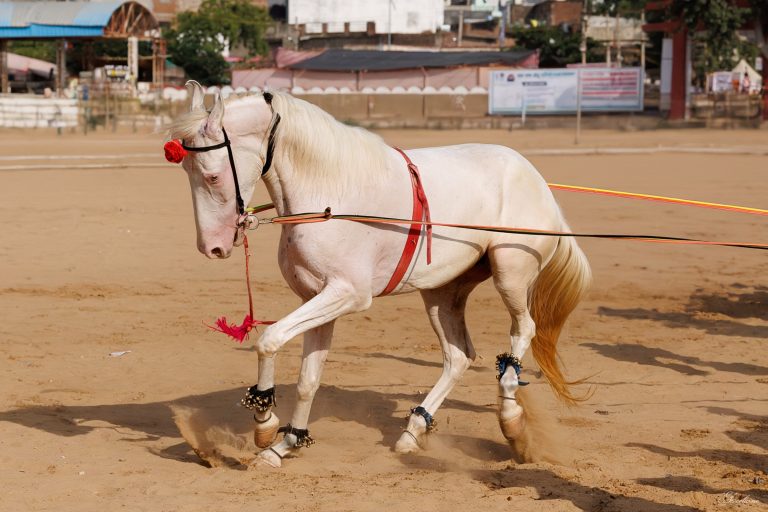Pushkar, où les Marwaris m&rsquo;ont fascinée.